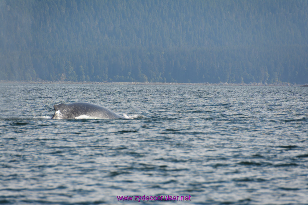 368: Carnival Miracle Alaska Cruise, Juneau, Harv and Marv's Whale Watching, 