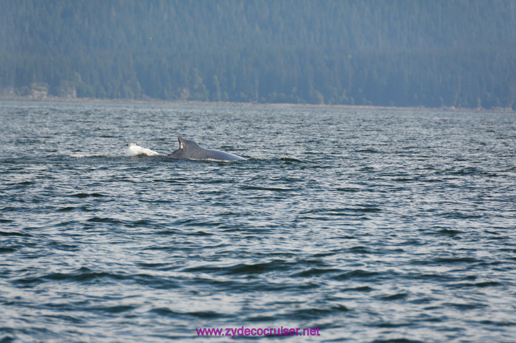 369: Carnival Miracle Alaska Cruise, Juneau, Harv and Marv's Whale Watching, 