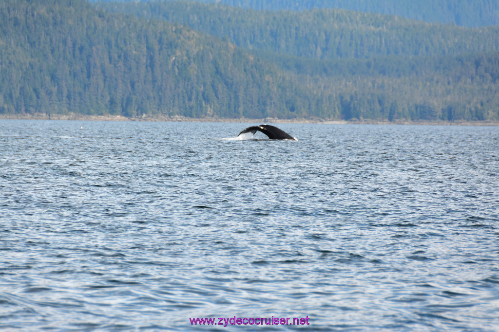 372: Carnival Miracle Alaska Cruise, Juneau, Harv and Marv's Whale Watching, 