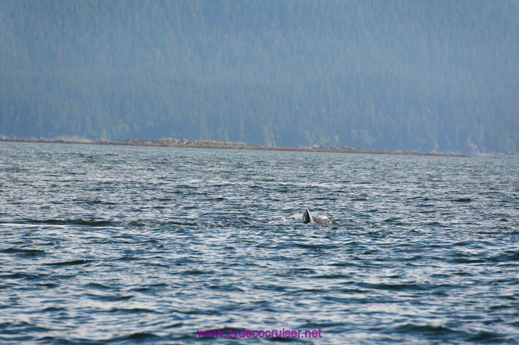 383: Carnival Miracle Alaska Cruise, Juneau, Harv and Marv's Whale Watching, 