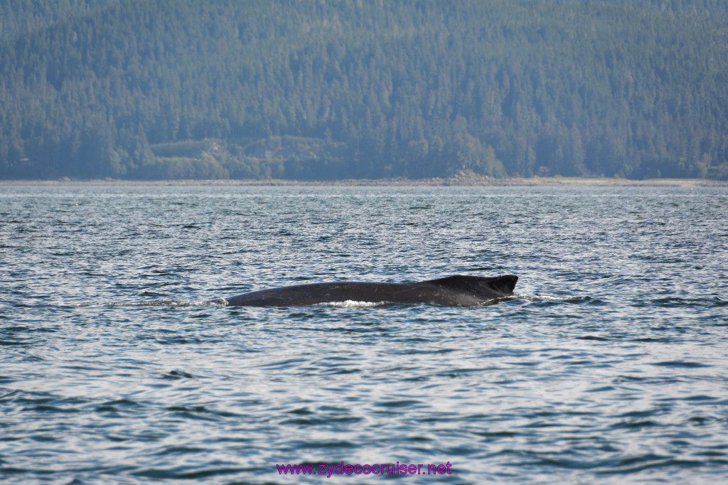 386: Carnival Miracle Alaska Cruise, Juneau, Harv and Marv's Whale Watching, 