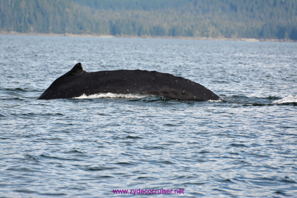 391: Carnival Miracle Alaska Cruise, Juneau, Harv and Marv's Whale Watching, 