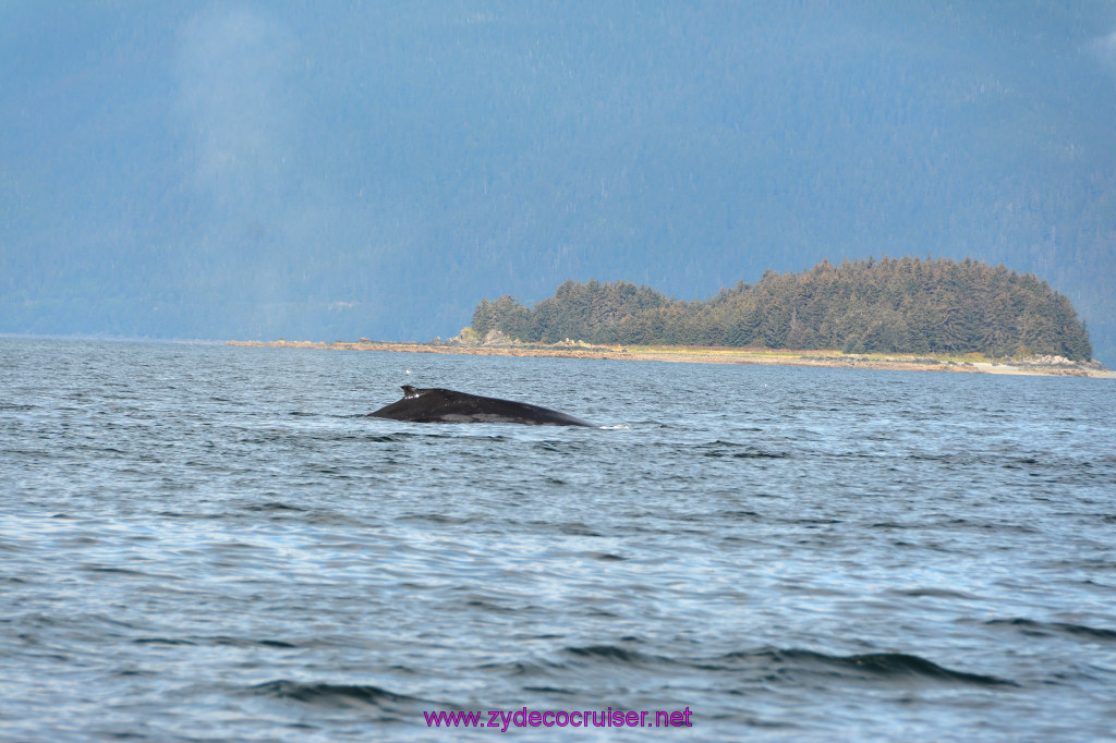 412: Carnival Miracle Alaska Cruise, Juneau, Harv and Marv's Whale Watching, 