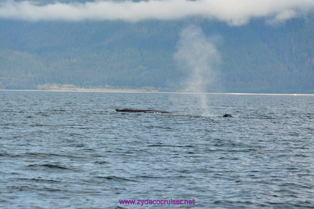 419: Carnival Miracle Alaska Cruise, Juneau, Harv and Marv's Whale Watching, 