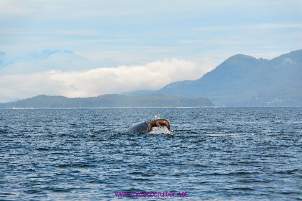 434: Carnival Miracle Alaska Cruise, Juneau, Harv and Marv's Whale Watching, 