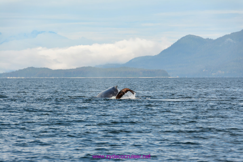 435: Carnival Miracle Alaska Cruise, Juneau, Harv and Marv's Whale Watching, 