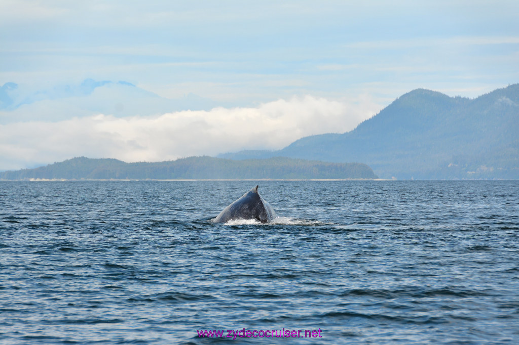 437: Carnival Miracle Alaska Cruise, Juneau, Harv and Marv's Whale Watching, 