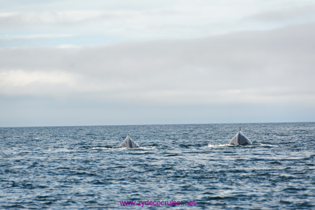 444: Carnival Miracle Alaska Cruise, Juneau, Harv and Marv's Whale Watching, 