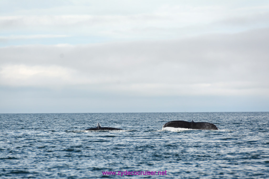 445: Carnival Miracle Alaska Cruise, Juneau, Harv and Marv's Whale Watching, 