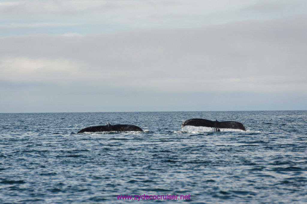 446: Carnival Miracle Alaska Cruise, Juneau, Harv and Marv's Whale Watching, 