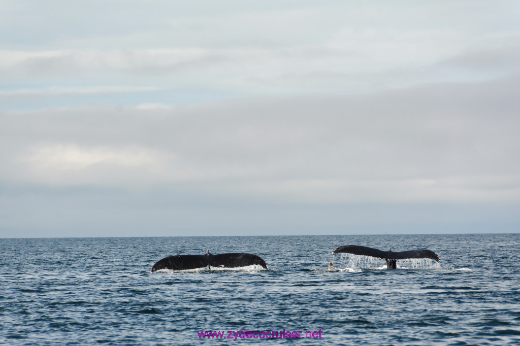 447: Carnival Miracle Alaska Cruise, Juneau, Harv and Marv's Whale Watching, 