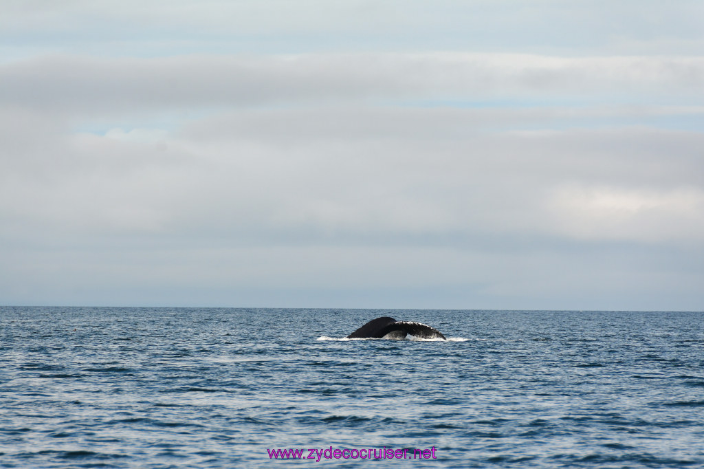 451: Carnival Miracle Alaska Cruise, Juneau, Harv and Marv's Whale Watching, 