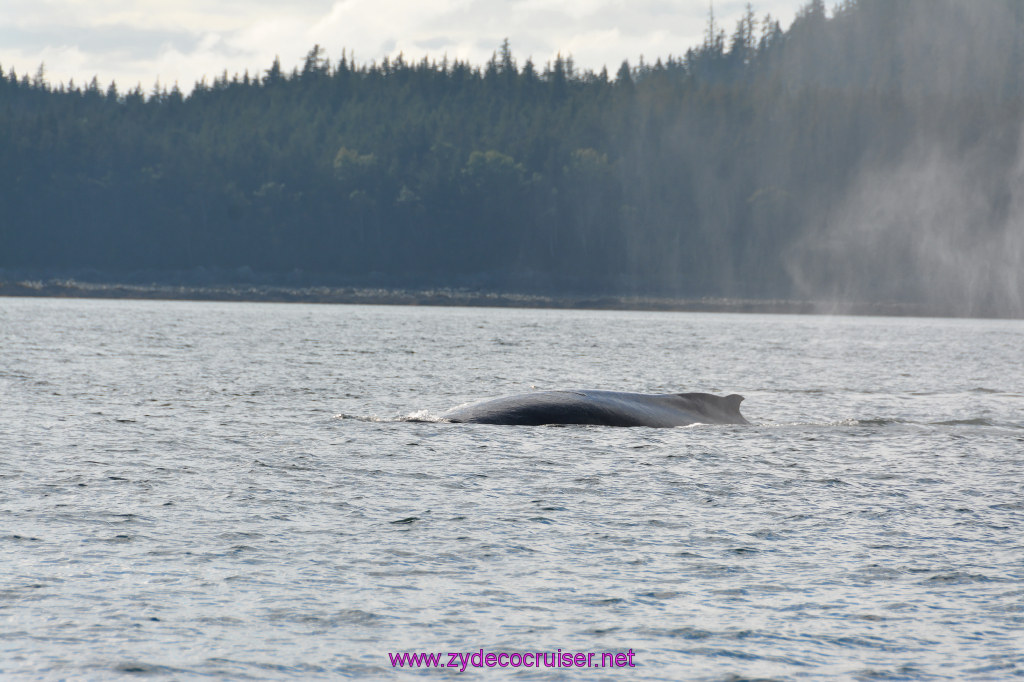 493: Carnival Miracle Alaska Cruise, Juneau, Harv and Marv's Whale Watching, 