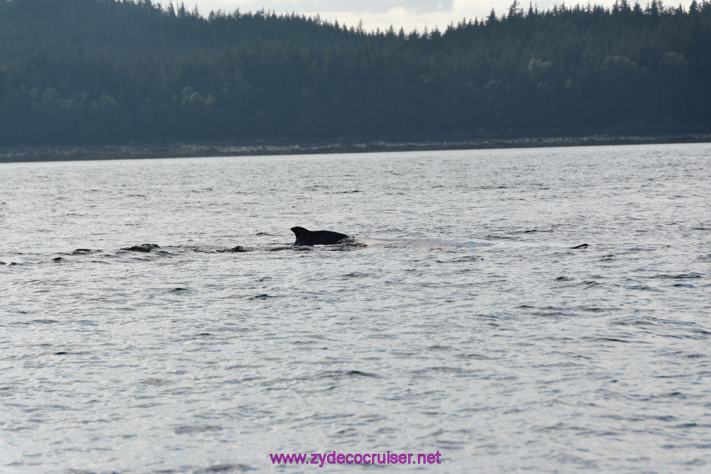 514: Carnival Miracle Alaska Cruise, Juneau, Harv and Marv's Whale Watching, 