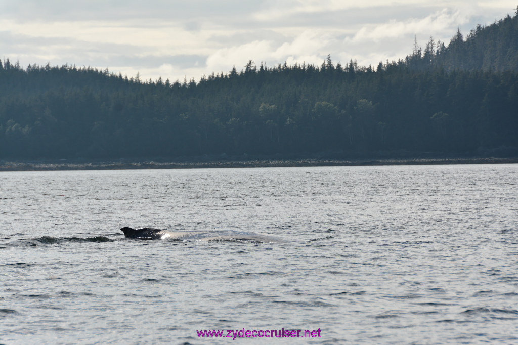 515: Carnival Miracle Alaska Cruise, Juneau, Harv and Marv's Whale Watching, 