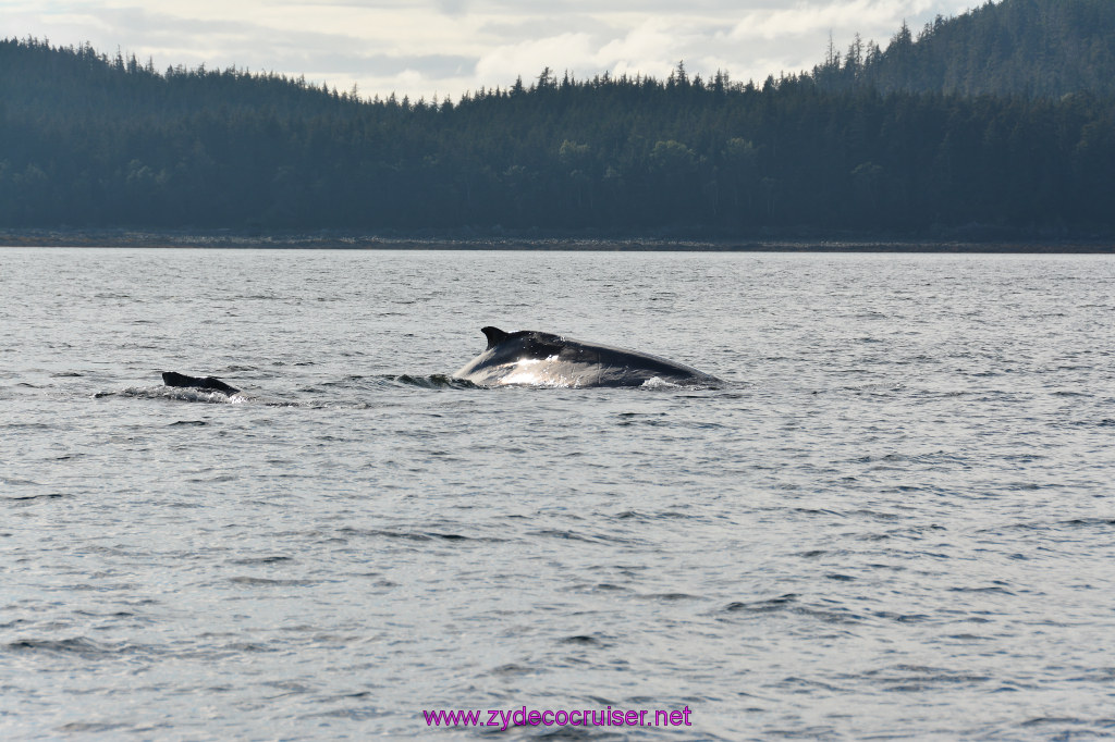 521: Carnival Miracle Alaska Cruise, Juneau, Harv and Marv's Whale Watching, 