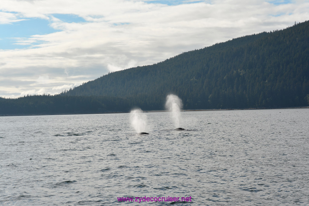 522: Carnival Miracle Alaska Cruise, Juneau, Harv and Marv's Whale Watching, 