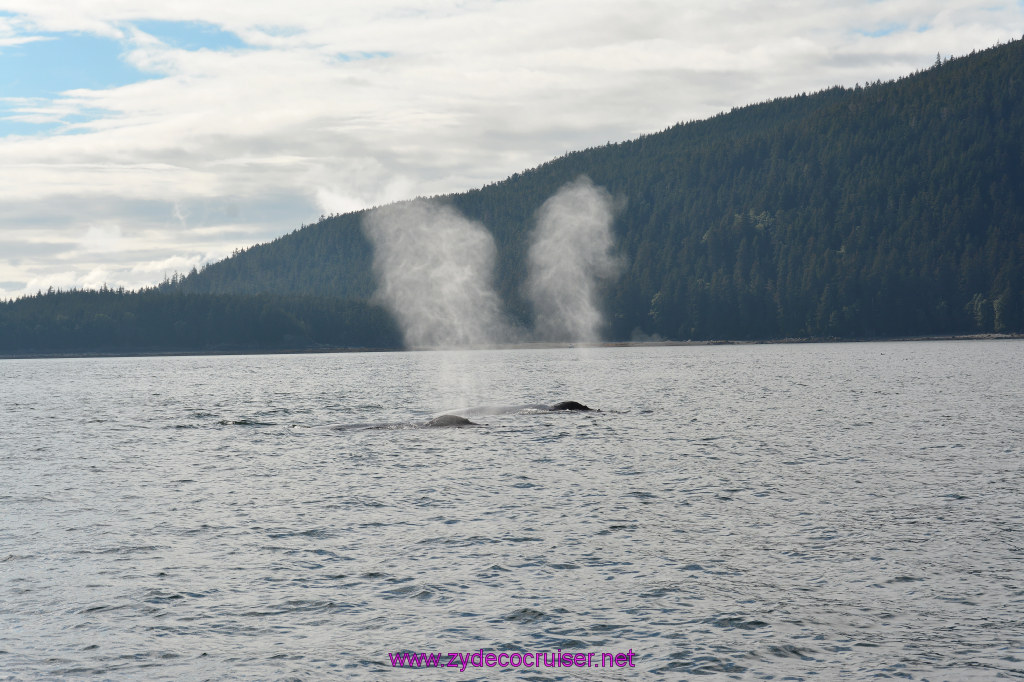 525: Carnival Miracle Alaska Cruise, Juneau, Harv and Marv's Whale Watching, 