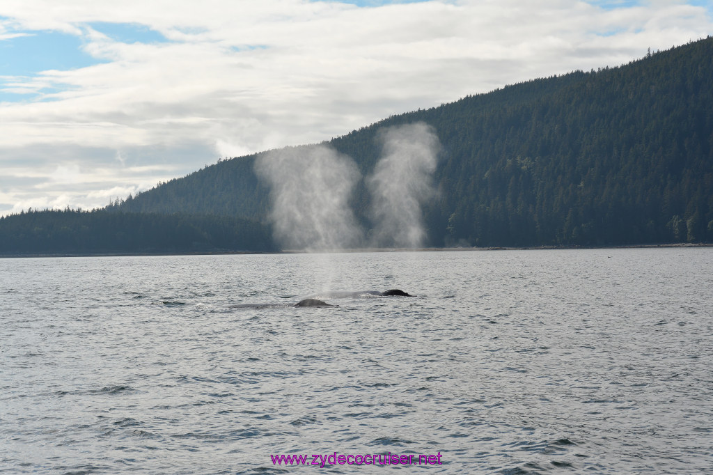 526: Carnival Miracle Alaska Cruise, Juneau, Harv and Marv's Whale Watching, 