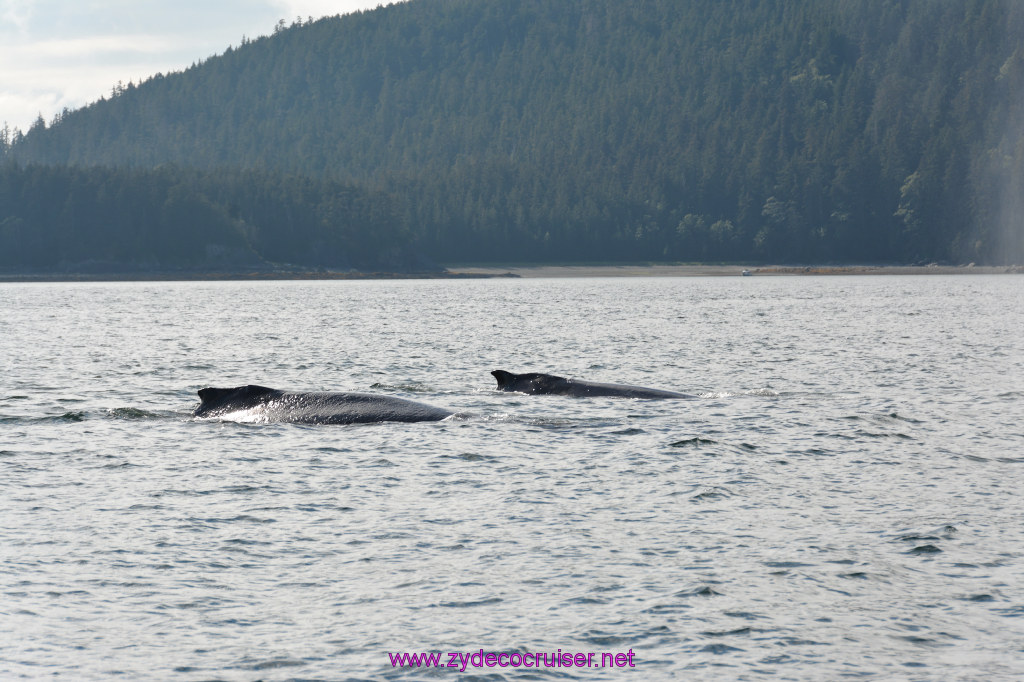 528: Carnival Miracle Alaska Cruise, Juneau, Harv and Marv's Whale Watching, 