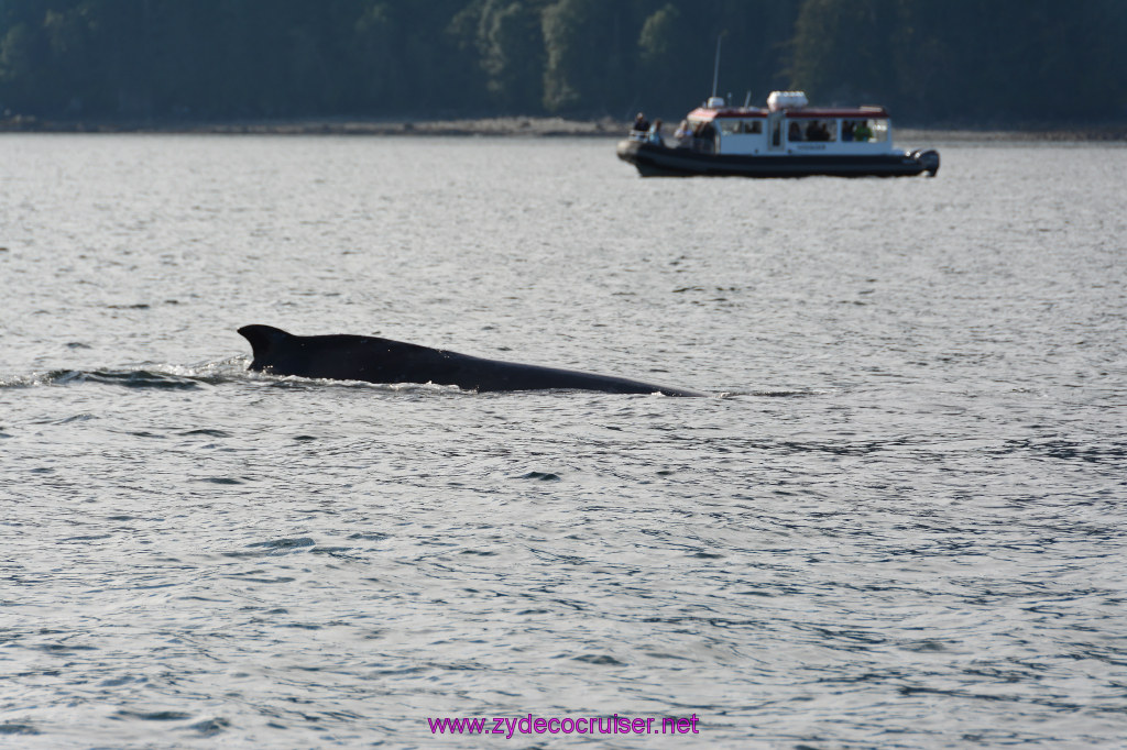 535: Carnival Miracle Alaska Cruise, Juneau, Harv and Marv's Whale Watching, 