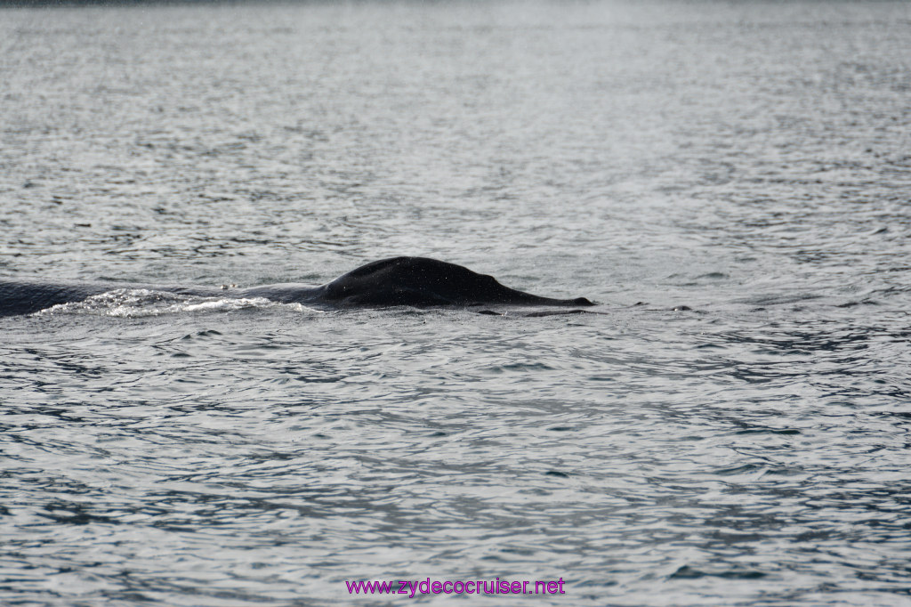 536: Carnival Miracle Alaska Cruise, Juneau, Harv and Marv's Whale Watching, 