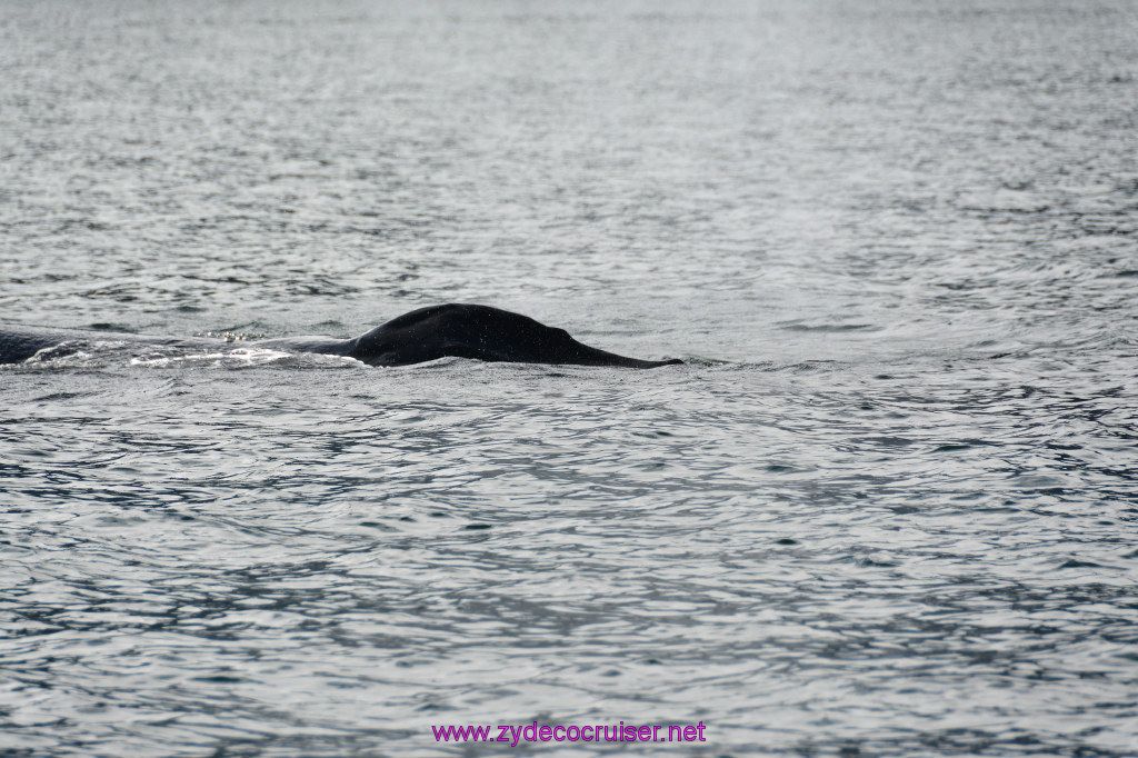 537: Carnival Miracle Alaska Cruise, Juneau, Harv and Marv's Whale Watching, 