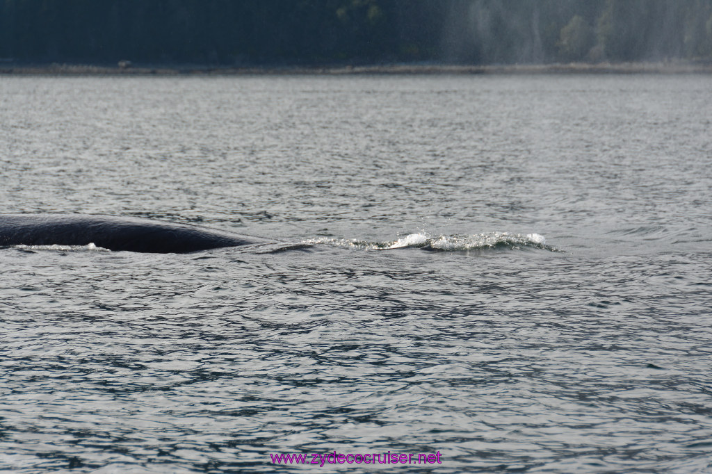 538: Carnival Miracle Alaska Cruise, Juneau, Harv and Marv's Whale Watching, 