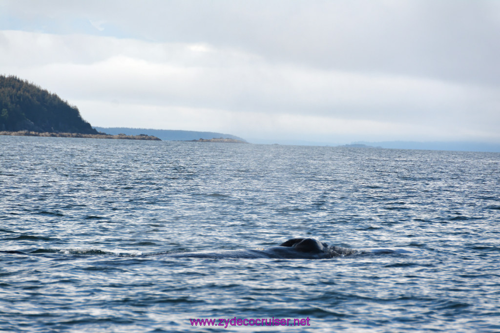 547: Carnival Miracle Alaska Cruise, Juneau, Harv and Marv's Whale Watching, 