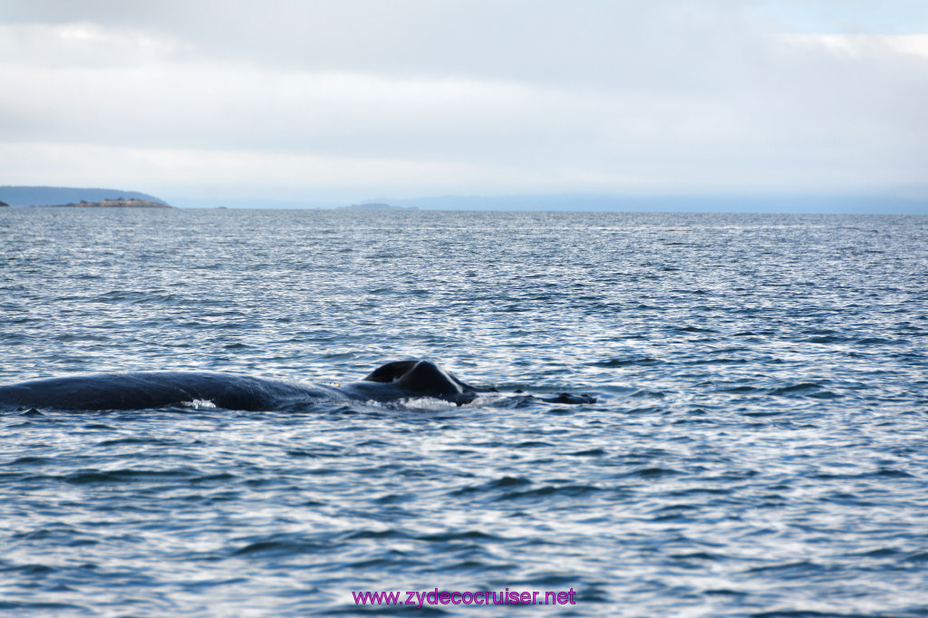 548: Carnival Miracle Alaska Cruise, Juneau, Harv and Marv's Whale Watching, 