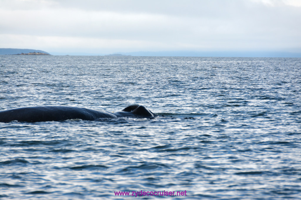 549: Carnival Miracle Alaska Cruise, Juneau, Harv and Marv's Whale Watching, 