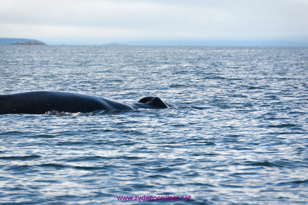 551: Carnival Miracle Alaska Cruise, Juneau, Harv and Marv's Whale Watching, 