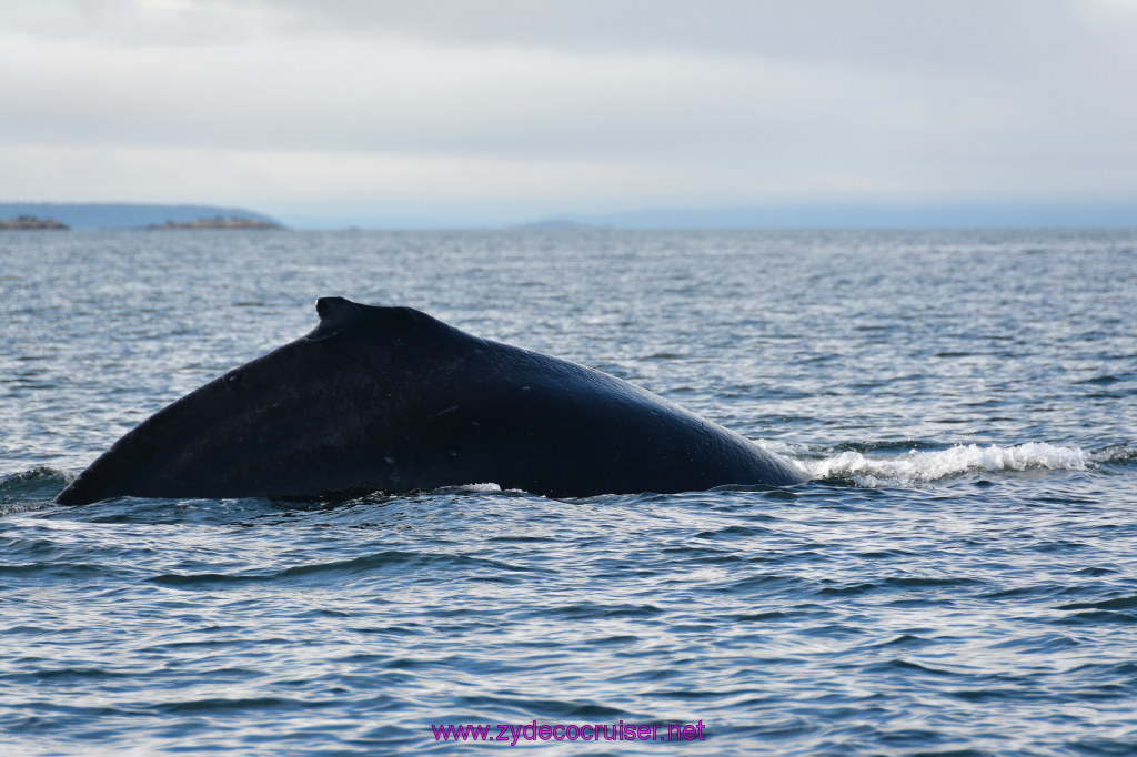 552: Carnival Miracle Alaska Cruise, Juneau, Harv and Marv's Whale Watching, 