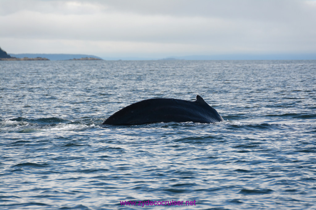 555: Carnival Miracle Alaska Cruise, Juneau, Harv and Marv's Whale Watching, 