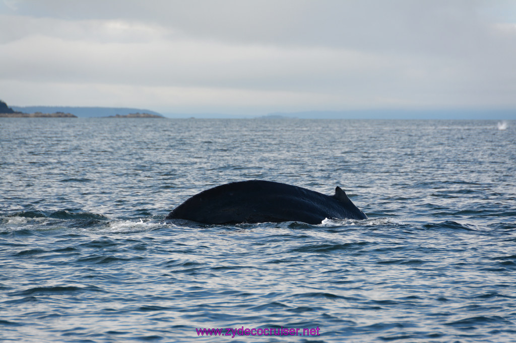 556: Carnival Miracle Alaska Cruise, Juneau, Harv and Marv's Whale Watching, 