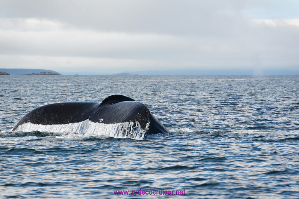 557: Carnival Miracle Alaska Cruise, Juneau, Harv and Marv's Whale Watching, 