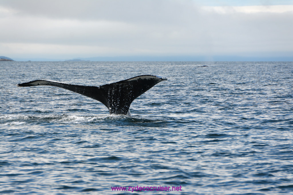 559: Carnival Miracle Alaska Cruise, Juneau, Harv and Marv's Whale Watching, 