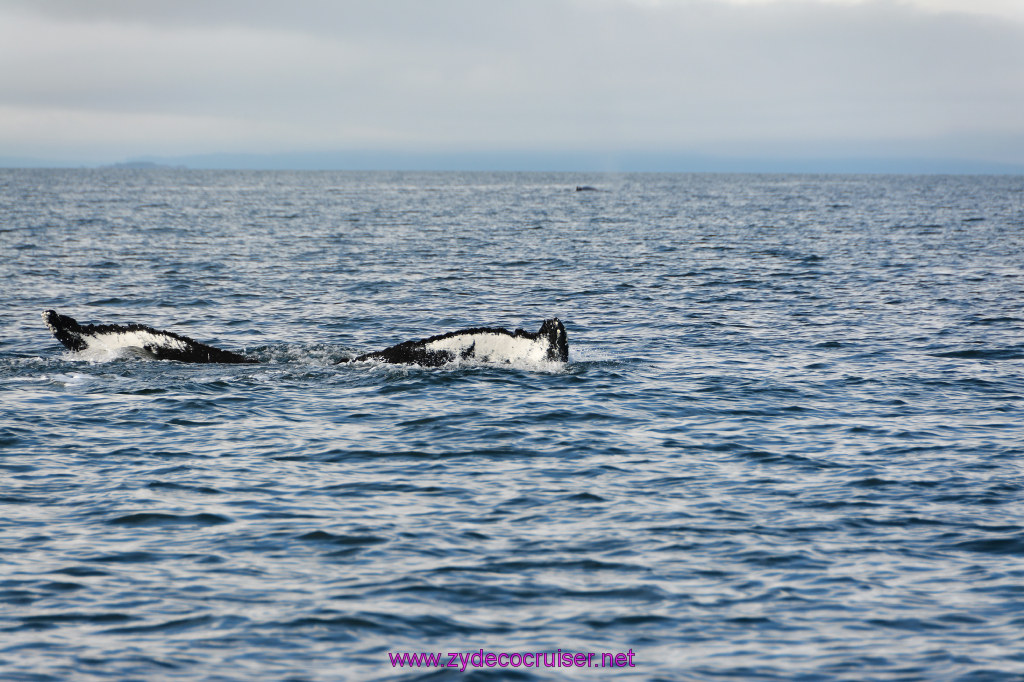 560: Carnival Miracle Alaska Cruise, Juneau, Harv and Marv's Whale Watching, 