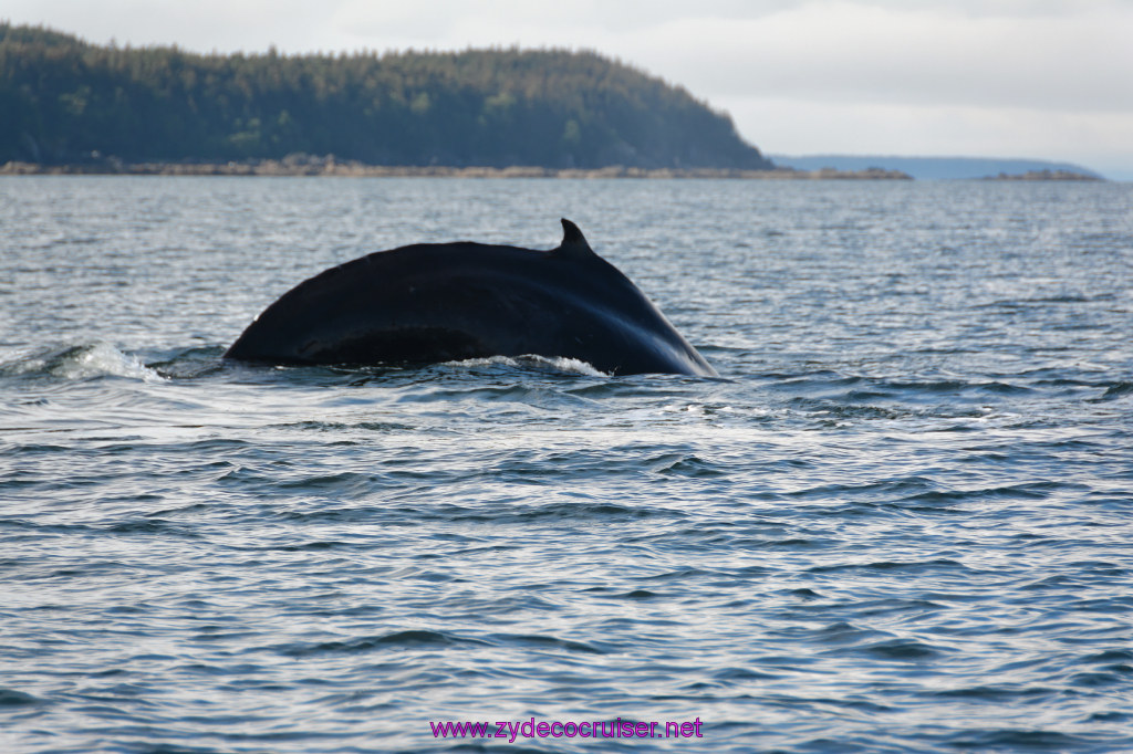 561: Carnival Miracle Alaska Cruise, Juneau, Harv and Marv's Whale Watching, 