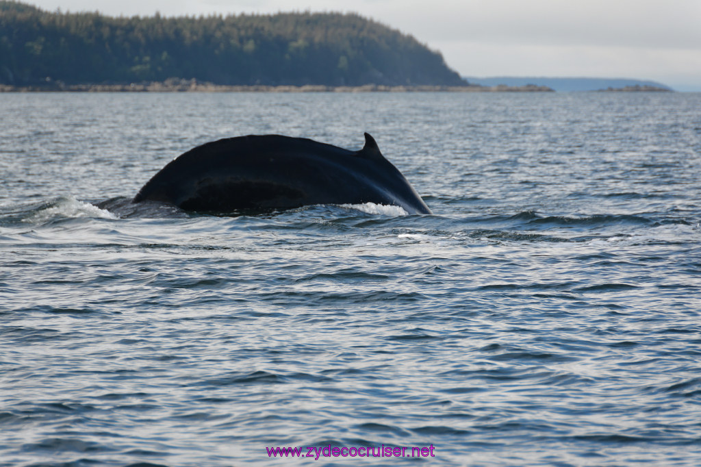 562: Carnival Miracle Alaska Cruise, Juneau, Harv and Marv's Whale Watching, 