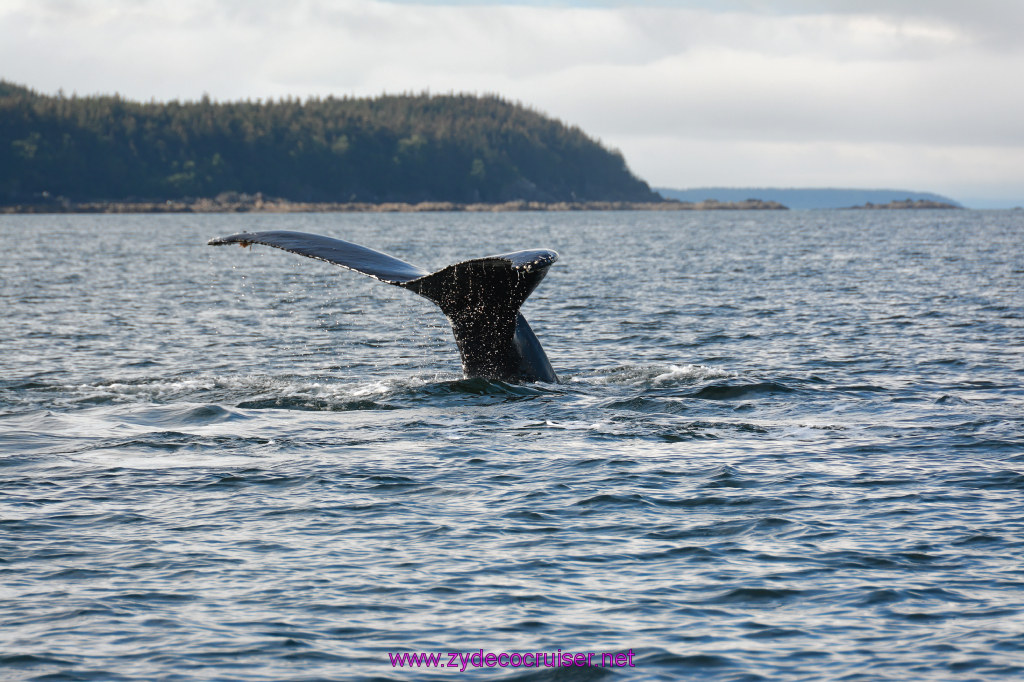 564: Carnival Miracle Alaska Cruise, Juneau, Harv and Marv's Whale Watching, 