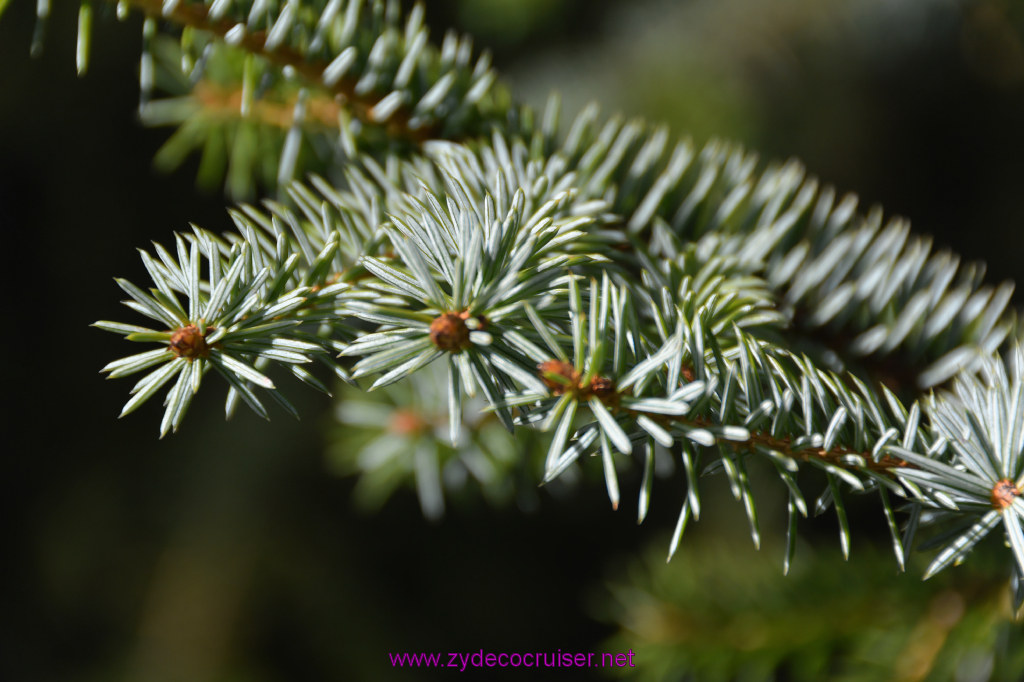 612: Carnival Miracle Alaska Cruise, Juneau, Harv and Marv's Whale Watching, 