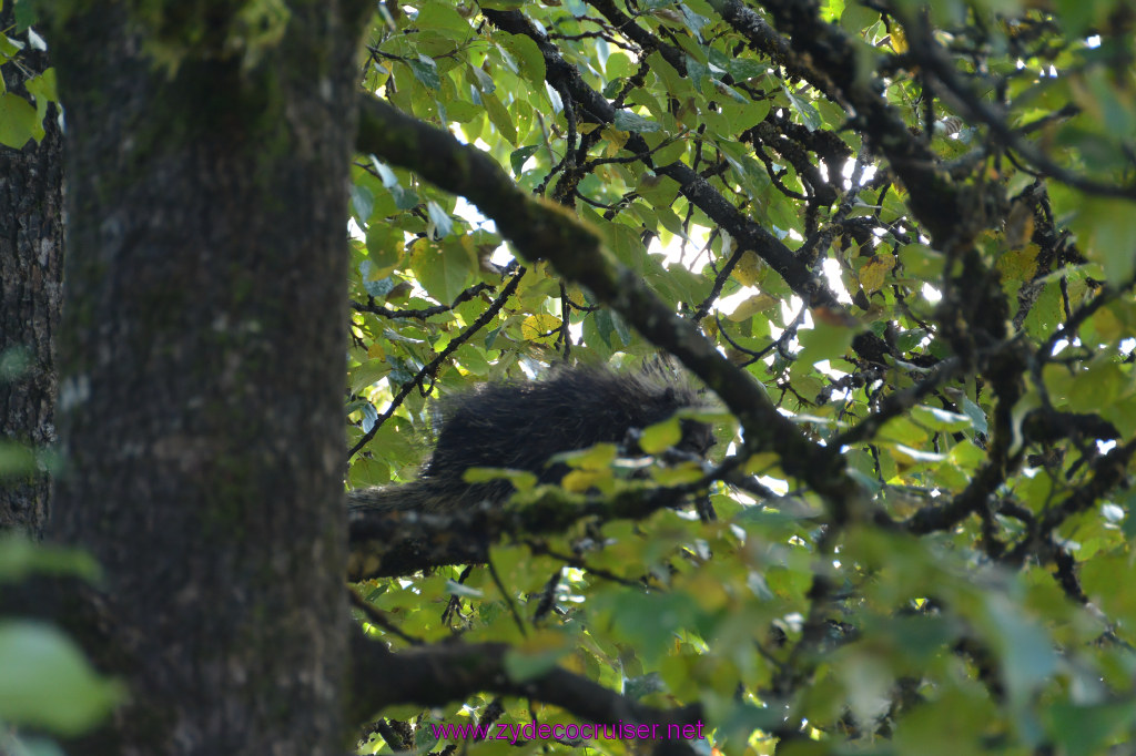 614: Carnival Miracle Alaska Cruise, Juneau, Harv and Marv's Whale Watching, 