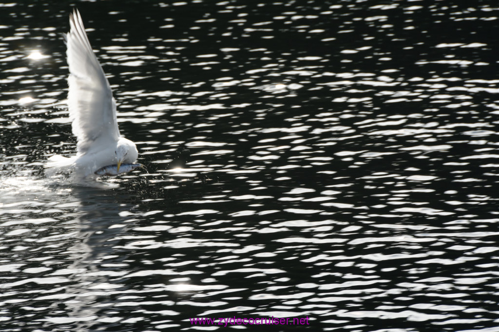 196: Carnival Miracle Alaska Cruise, Ketchikan, Bering Sea Crab Fisherman's Tour, 