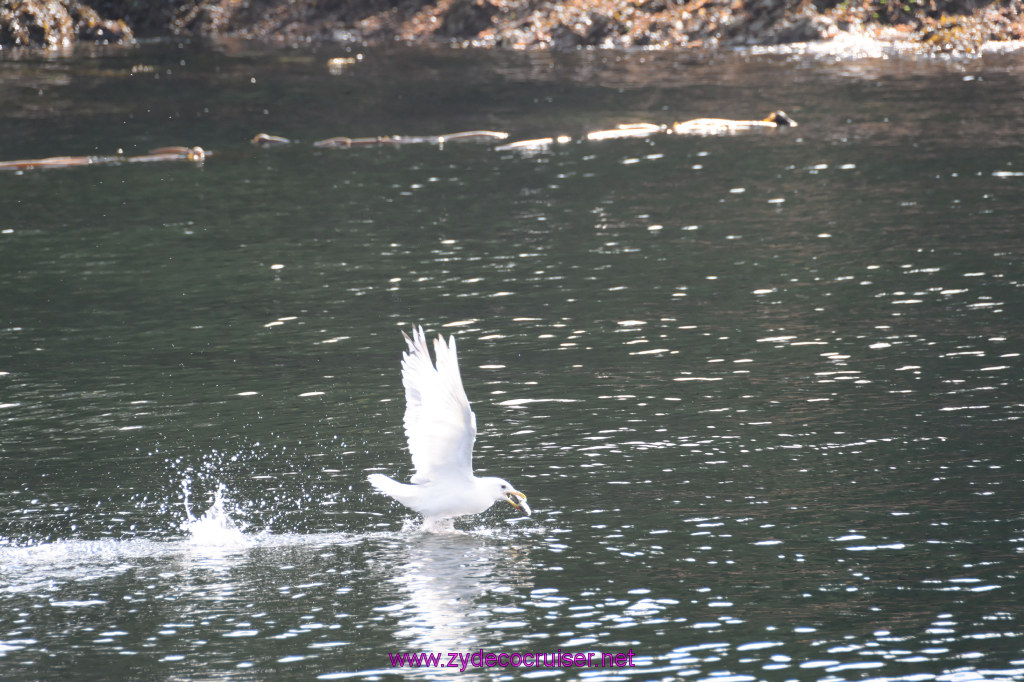 200: Carnival Miracle Alaska Cruise, Ketchikan, Bering Sea Crab Fisherman's Tour, 