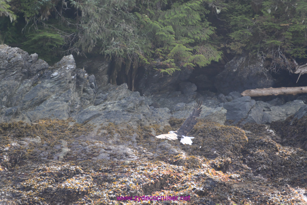 207: Carnival Miracle Alaska Cruise, Ketchikan, Bering Sea Crab Fisherman's Tour, 