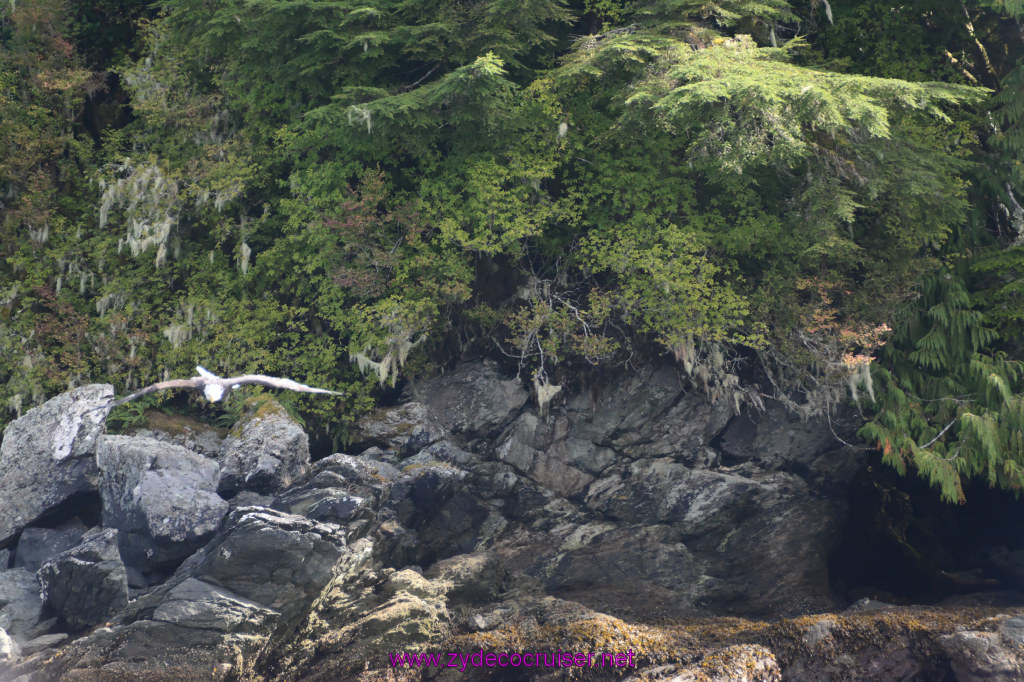 221: Carnival Miracle Alaska Cruise, Ketchikan, Bering Sea Crab Fisherman's Tour, 