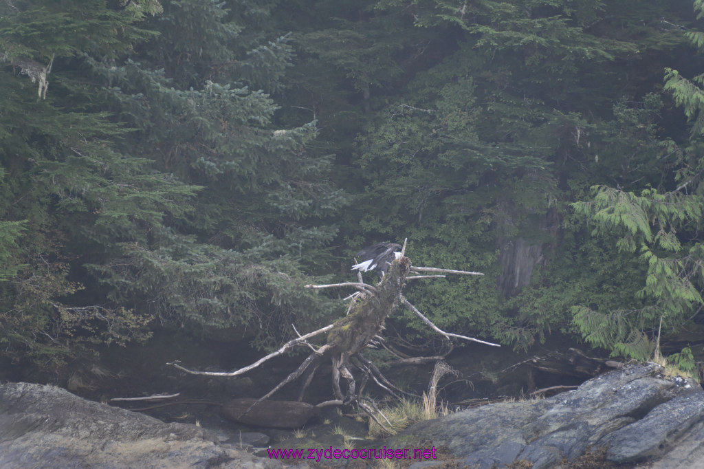 231: Carnival Miracle Alaska Cruise, Ketchikan, Bering Sea Crab Fisherman's Tour, 