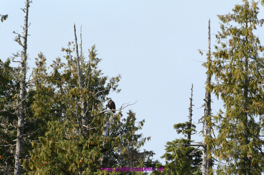 241: Carnival Miracle Alaska Cruise, Ketchikan, Bering Sea Crab Fisherman's Tour, 