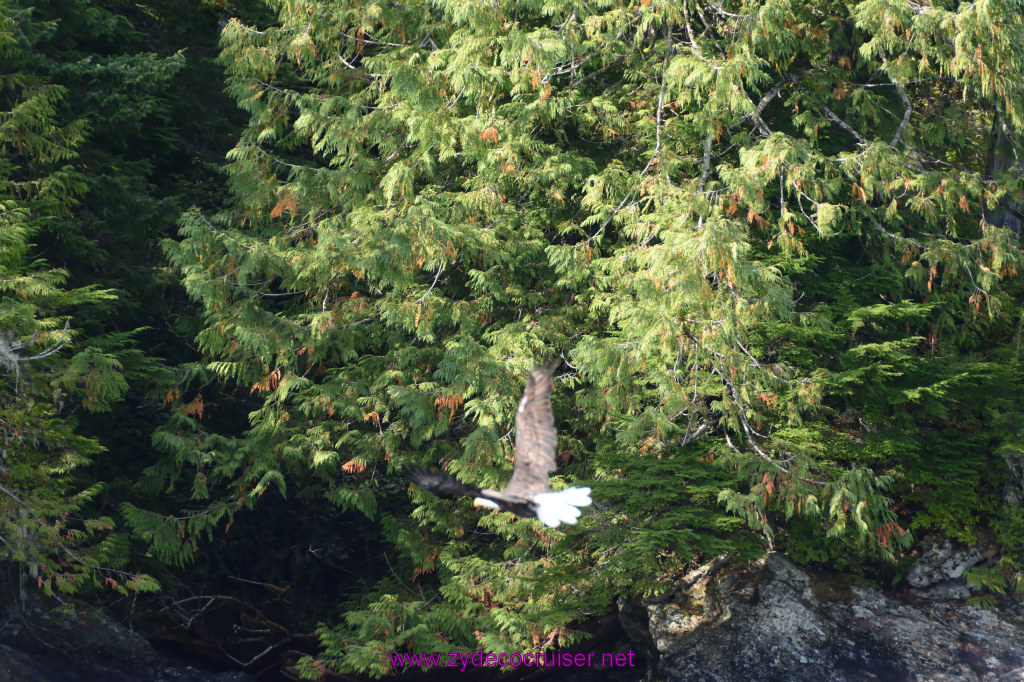 242: Carnival Miracle Alaska Cruise, Ketchikan, Bering Sea Crab Fisherman's Tour, 